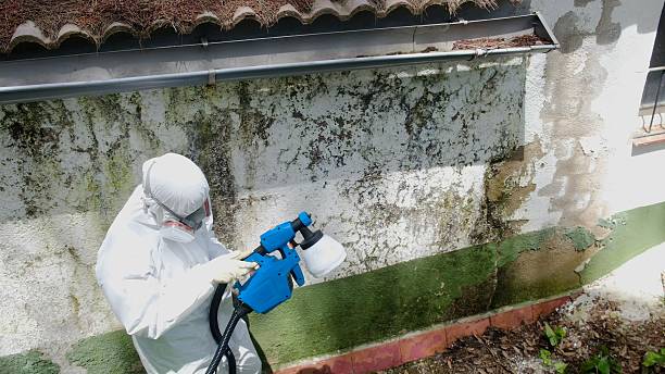 Top rated local Commercial Mold Remediation specialists in Spring Hill, FL
